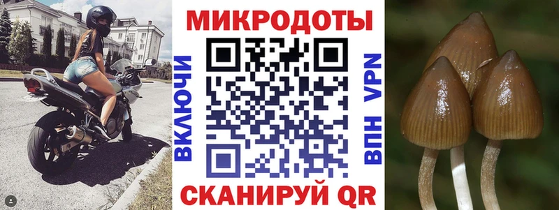 закладки  Курчалой  Галлюциногенные грибы прущие грибы 